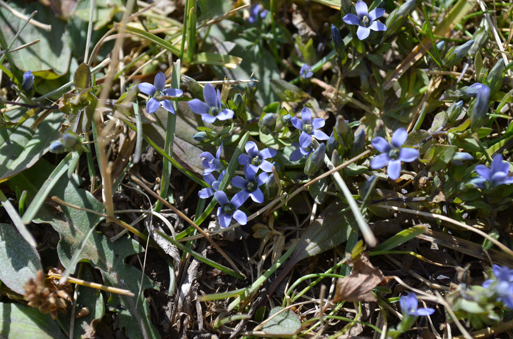 Изображение особи Gentianella azurea.