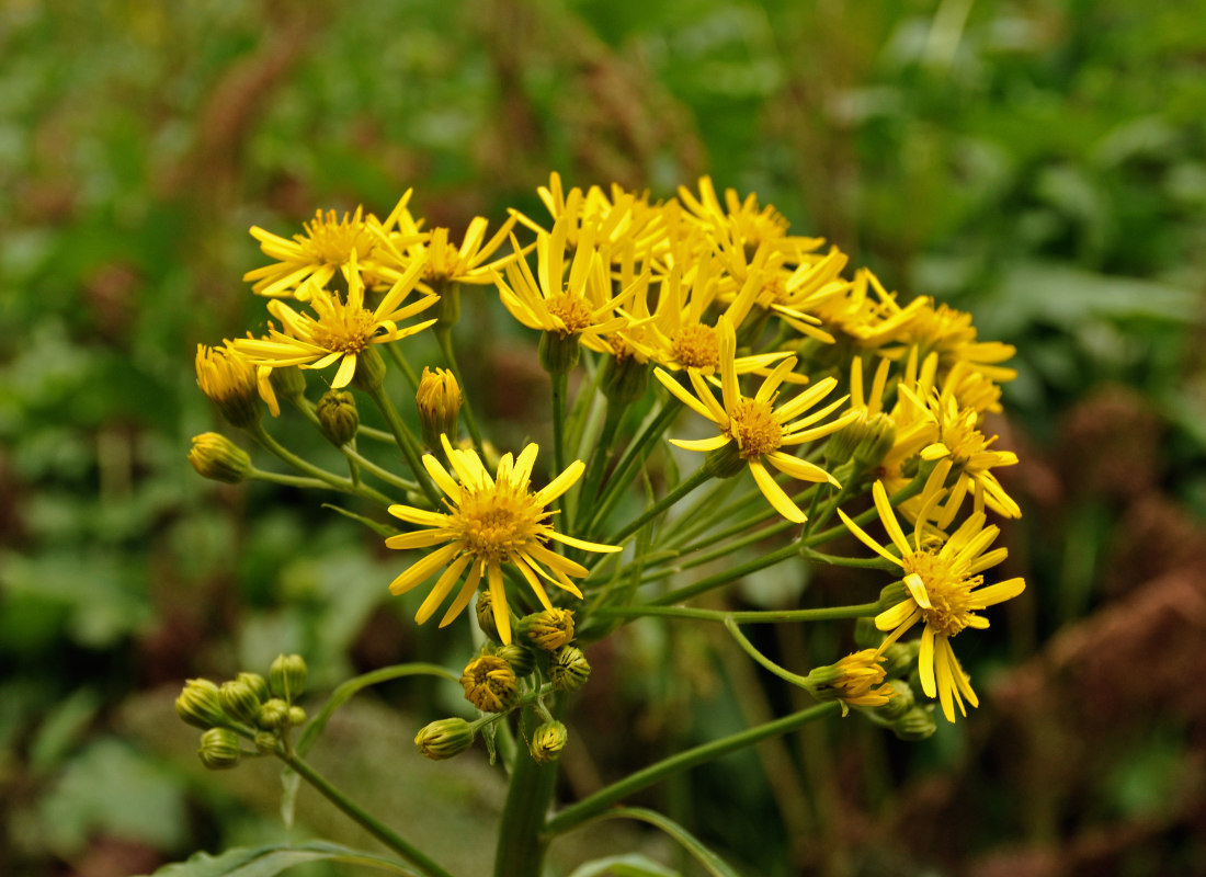 Изображение особи Tephroseris cladobotrys.