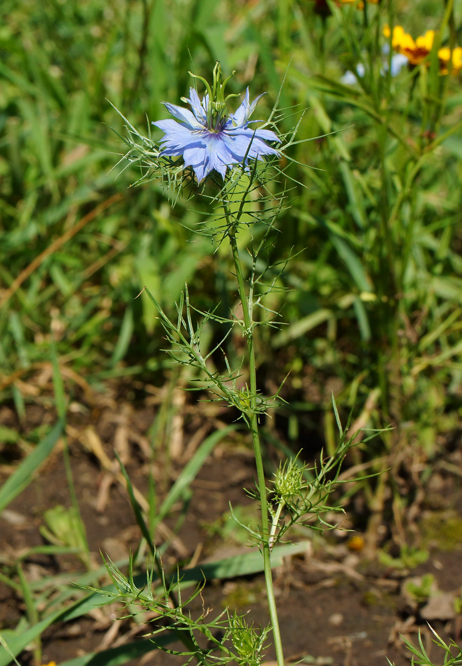 Image of Nigella damascena specimen.