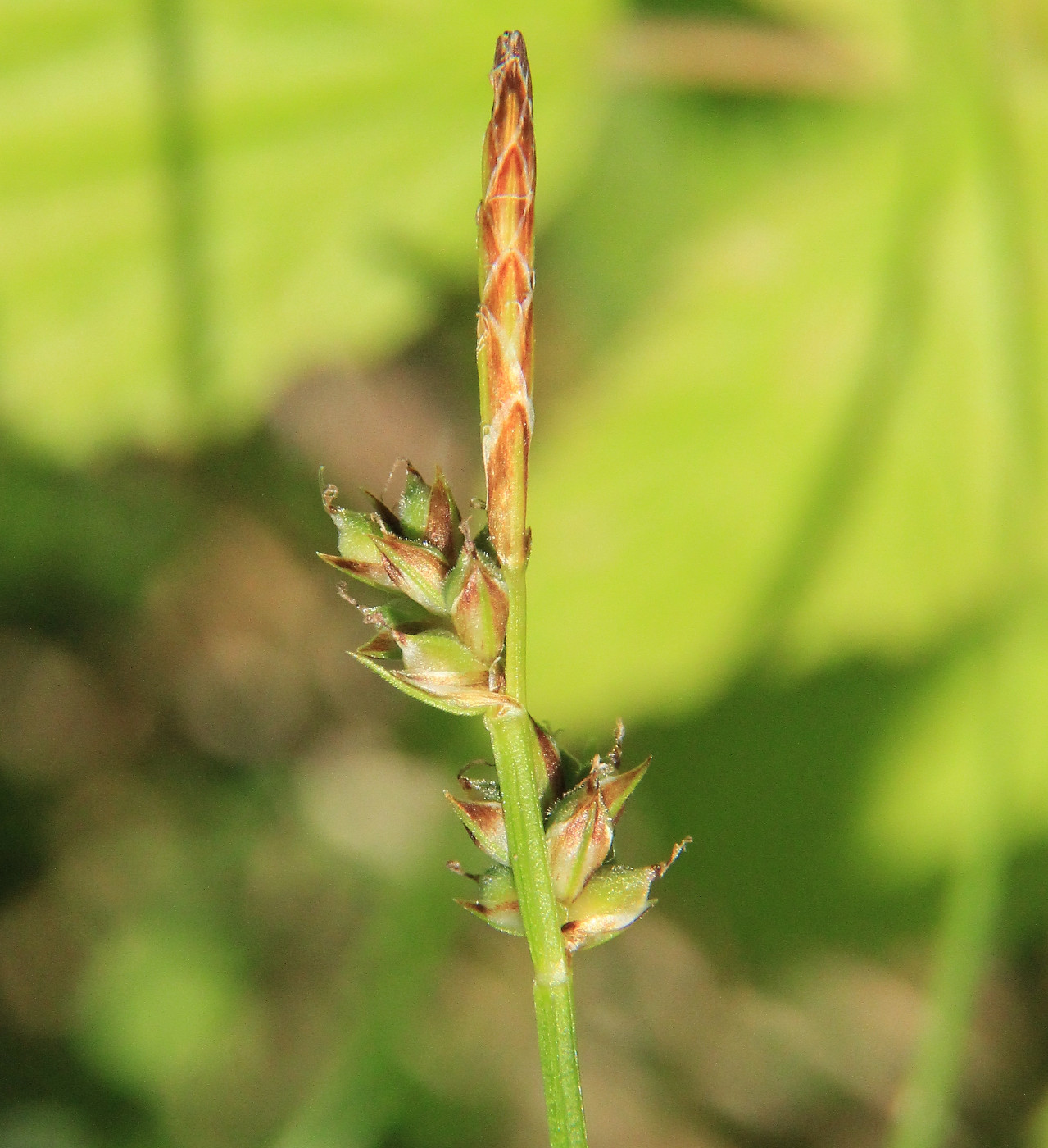 Изображение особи Carex pilulifera.