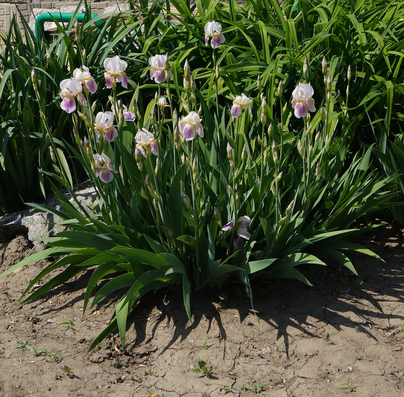 Image of Iris &times; hybrida specimen.