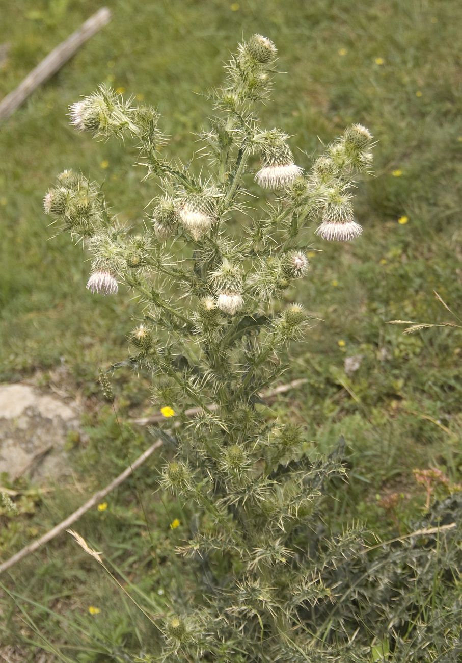 Image of Cirsium echinus specimen.