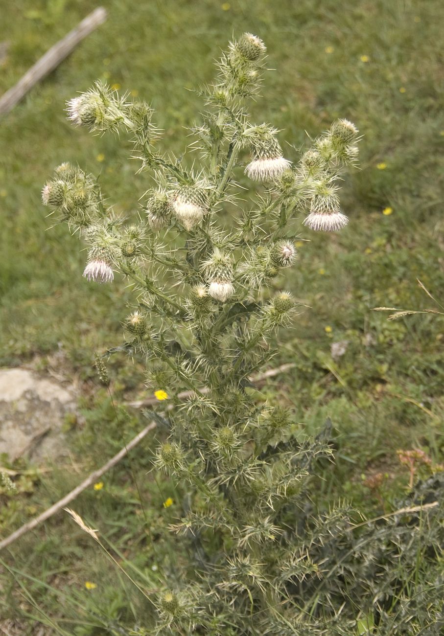 Изображение особи Cirsium echinus.