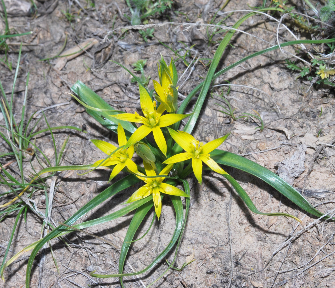 Изображение особи Gagea graminifolia.