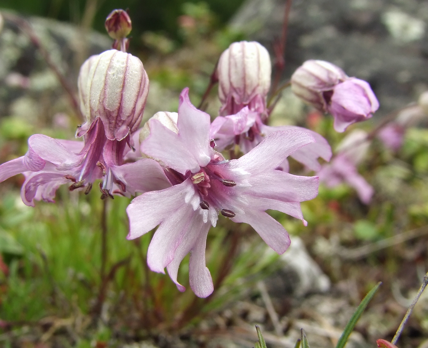 Image of Silene stenophylla specimen.