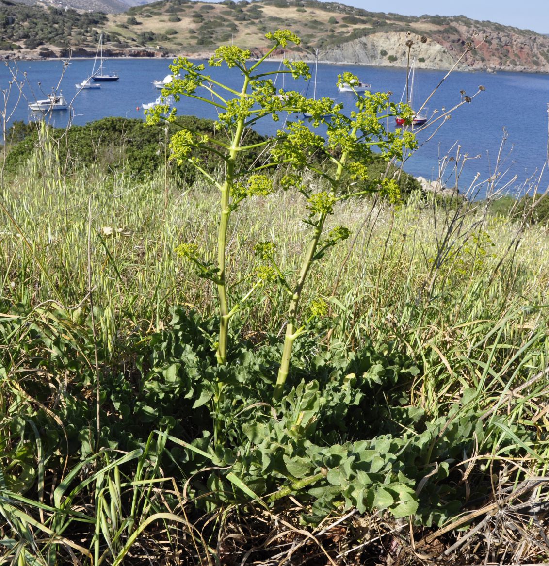 Изображение особи Kundmannia sicula.