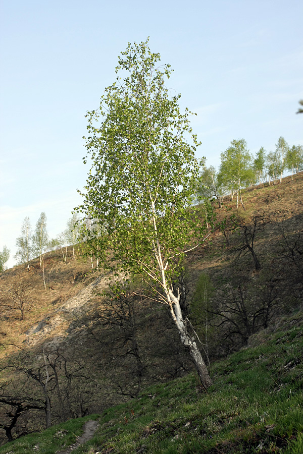 Изображение особи Betula pendula.