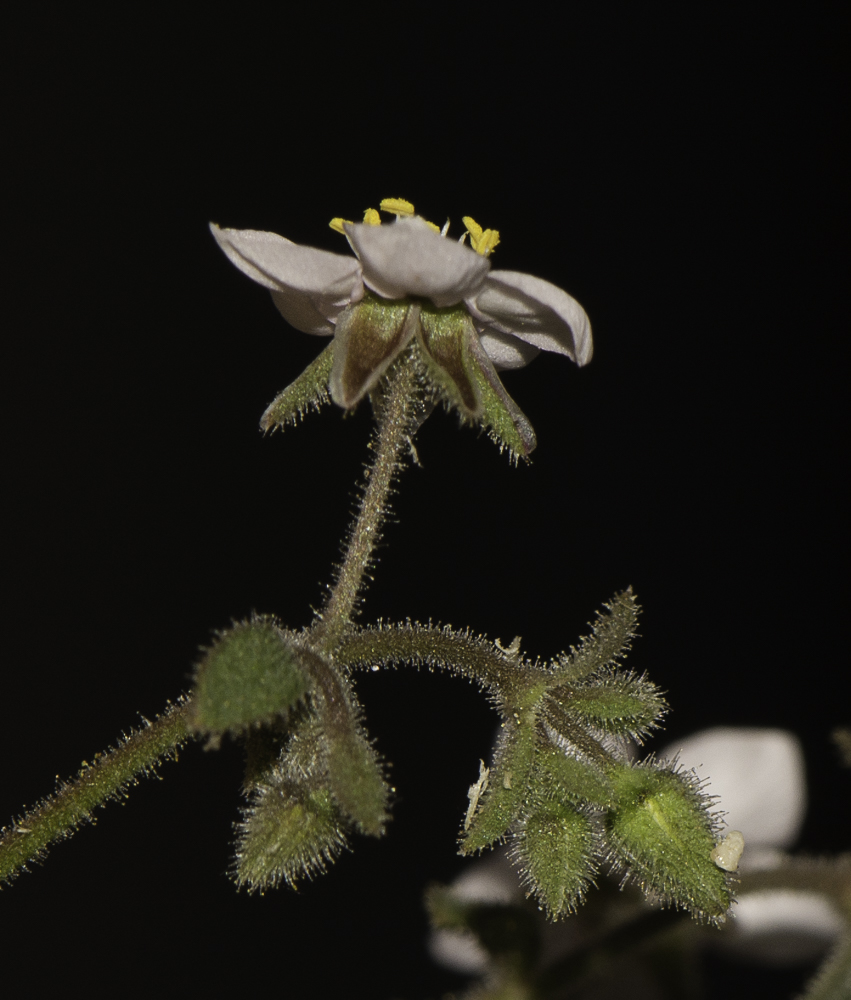 Image of Minuartia geniculata specimen.