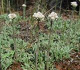 Antennaria dioica