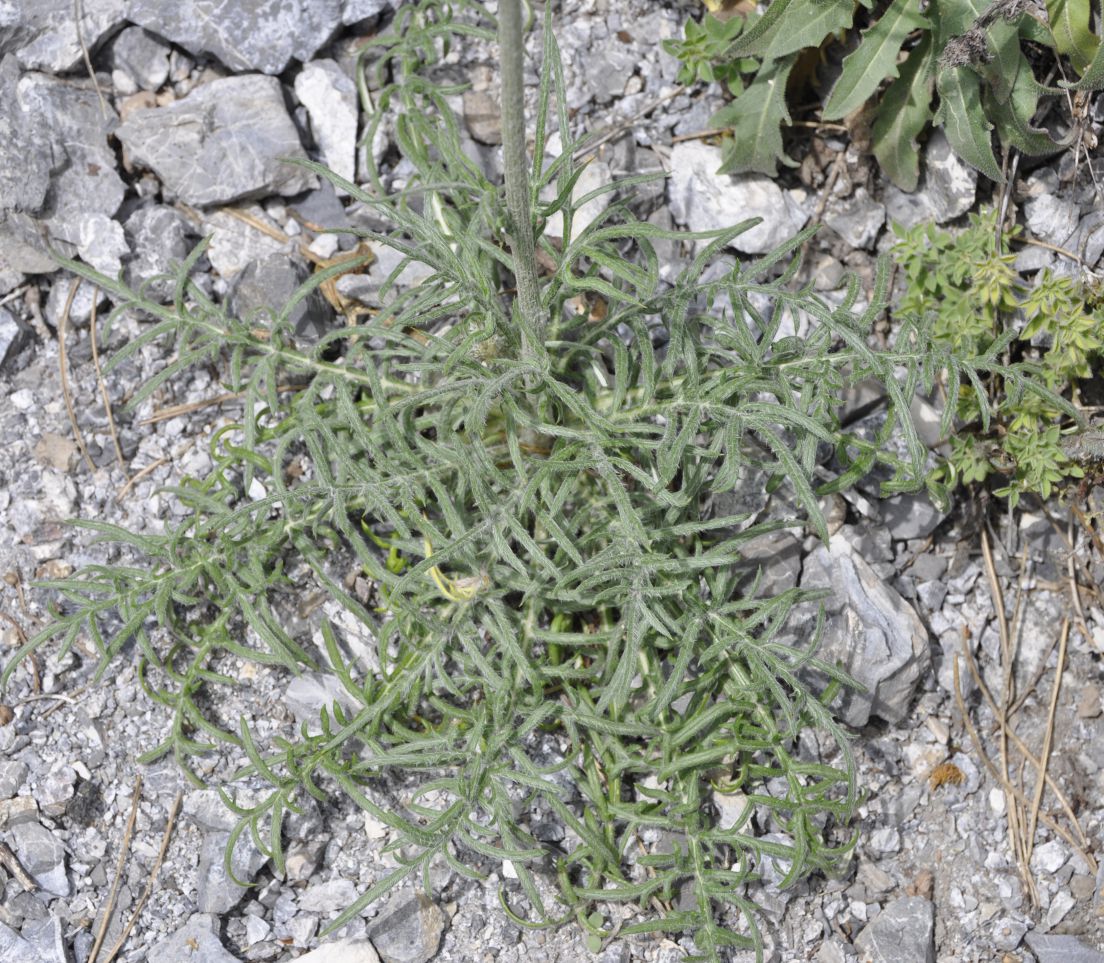 Image of Jurinea mollis specimen.