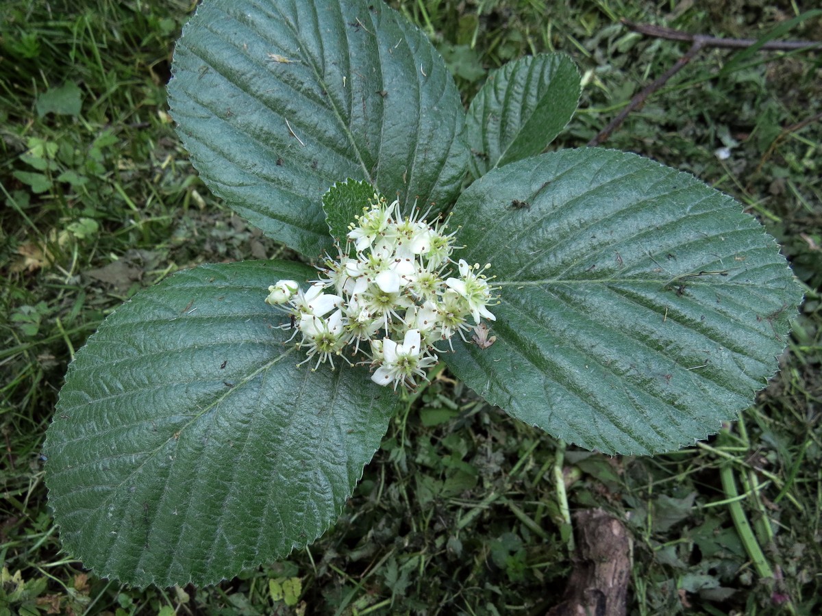 Image of Sorbus migarica specimen.