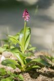 Orchis purpurea ssp. caucasica