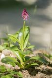 Orchis subspecies caucasica