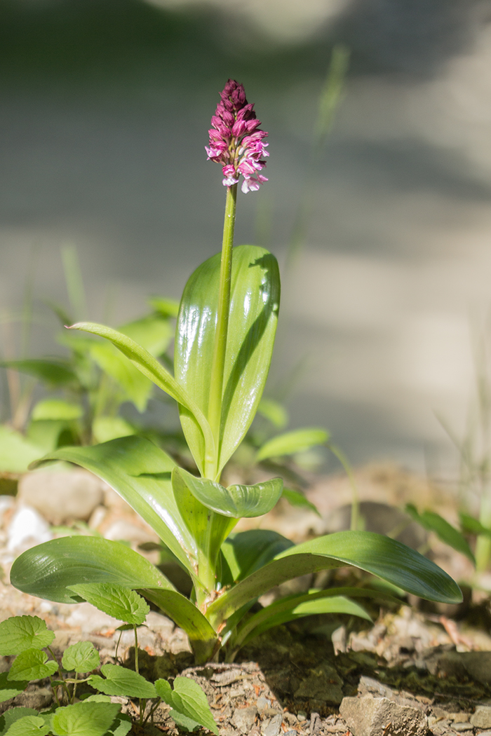 Image of Orchis purpurea ssp. caucasica specimen.