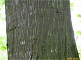 Carpinus betulus