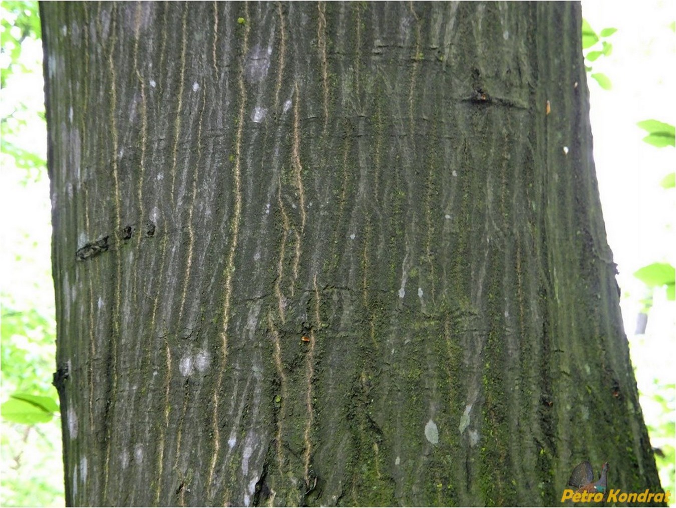 Image of Carpinus betulus specimen.