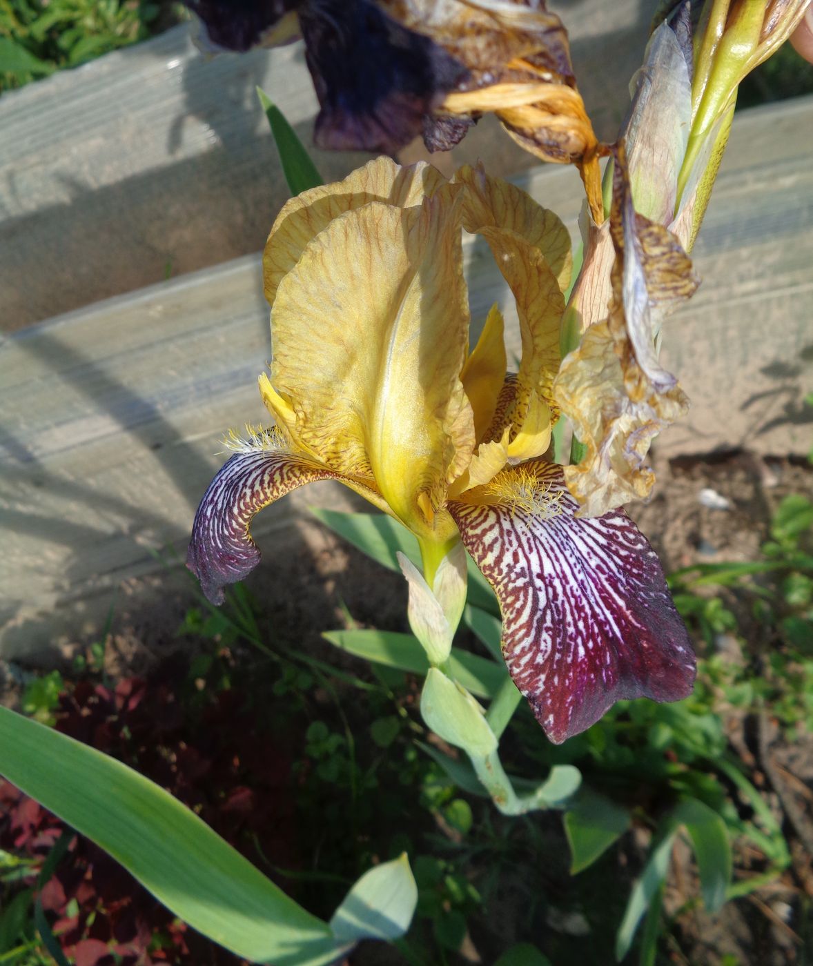 Image of Iris &times; hybrida specimen.