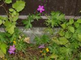 Geranium palustre