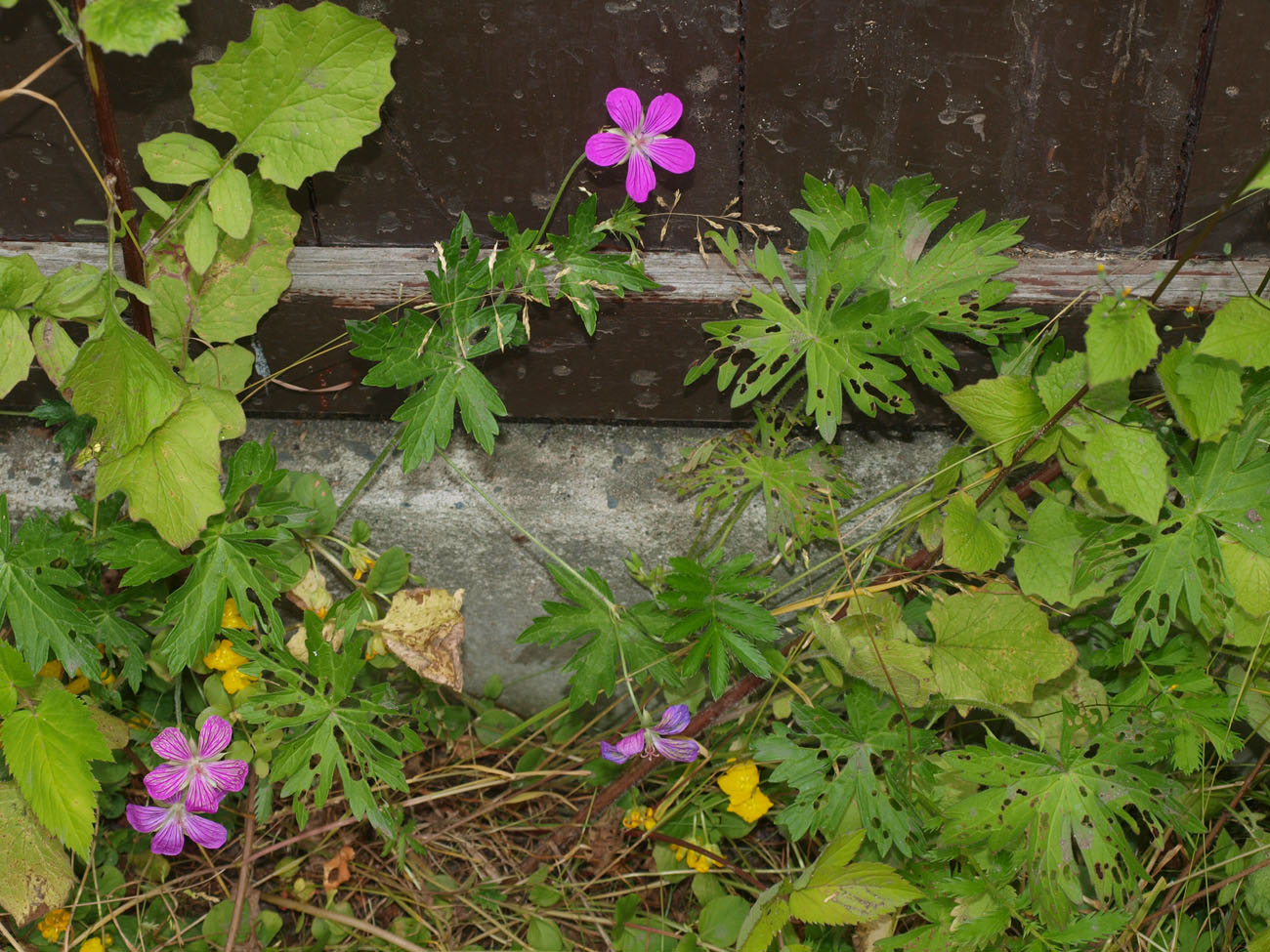 Изображение особи Geranium palustre.