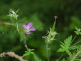 Geranium sylvaticum. Цветок и завязи. Пермский край, Верещагинский р-н, окр. дер. Усть-Сепыч, долина р. Лысьва, заросли на высоком берегу. 7 июля 2018 г.