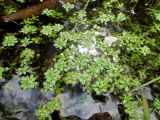 genus Callitriche