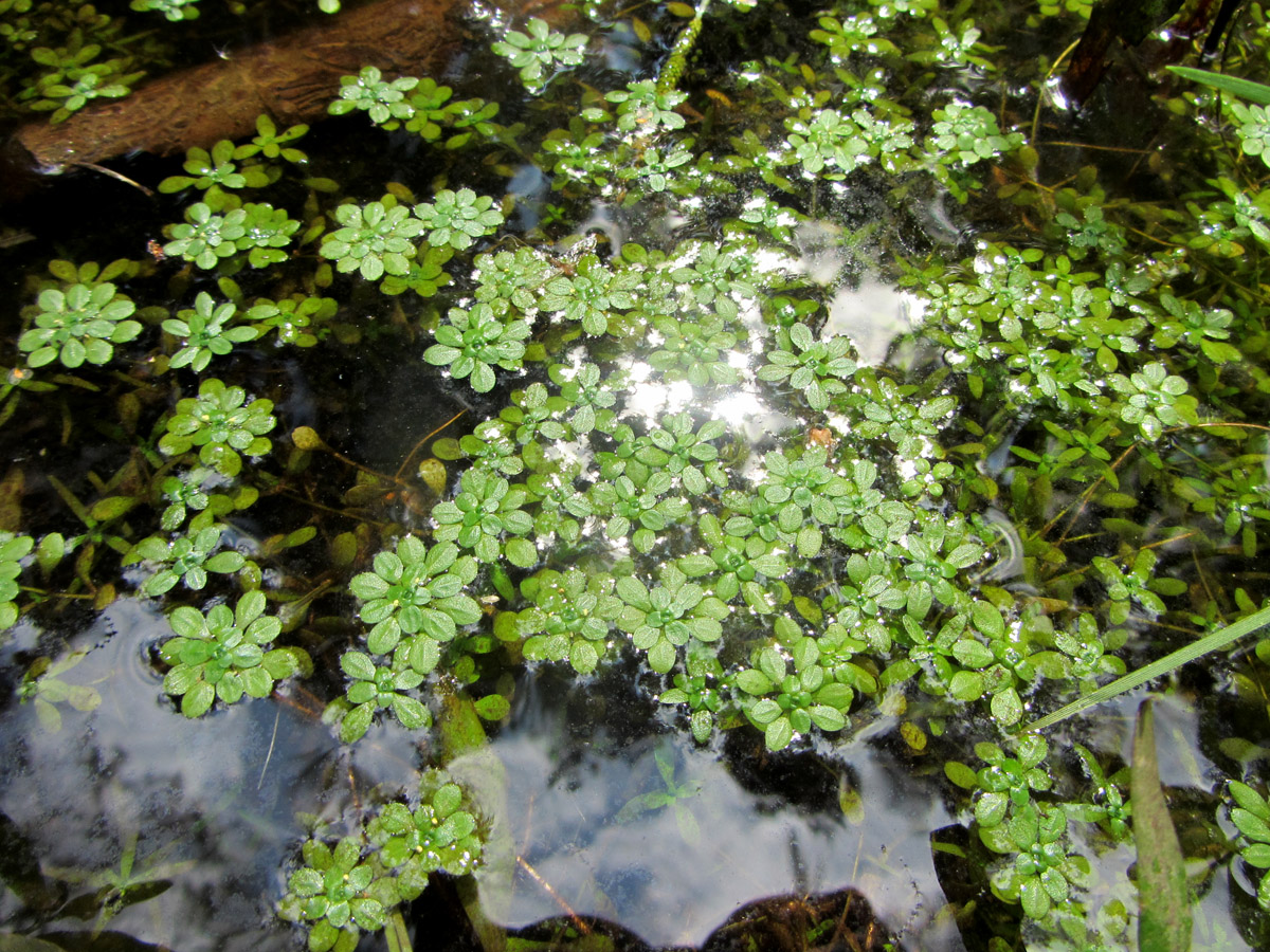 Image of genus Callitriche specimen.