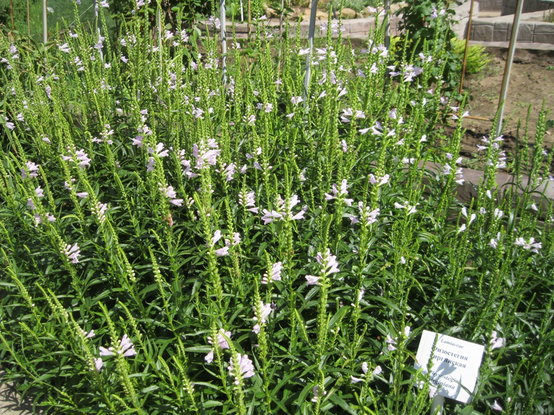 Image of Physostegia virginiana specimen.