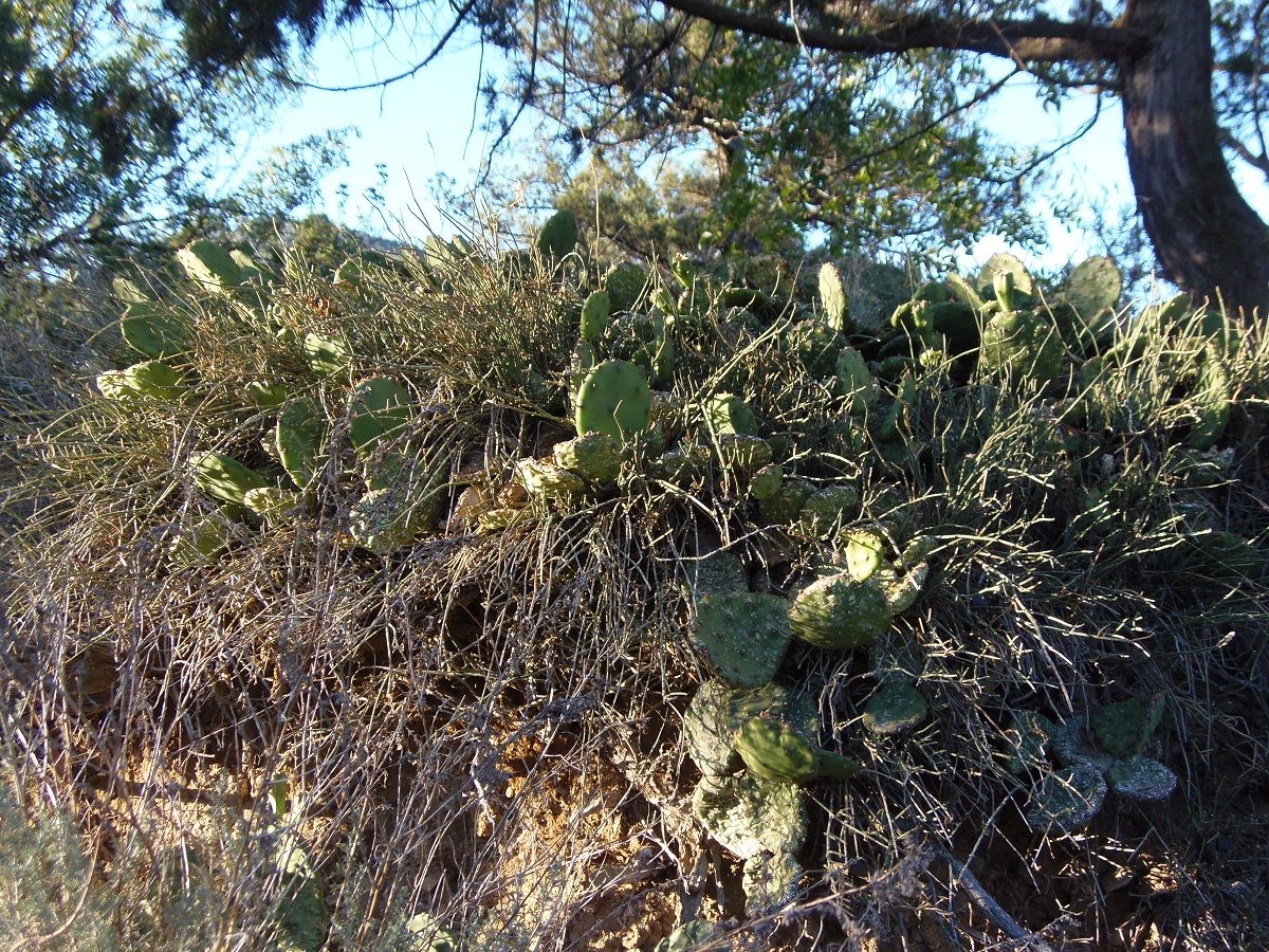 Image of Opuntia humifusa specimen.