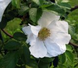 Rosa rugosa