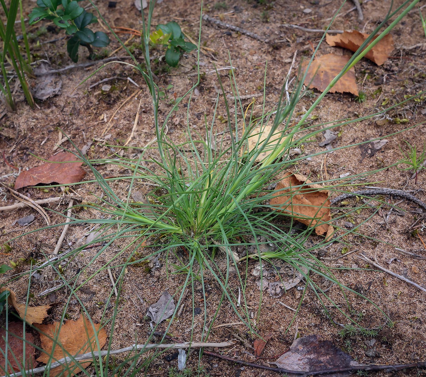 Изображение особи Eremogone saxatilis.