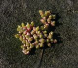 Salicornia europaea