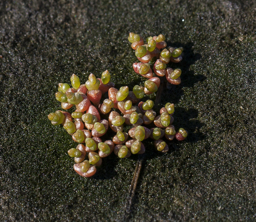 Image of Salicornia europaea specimen.