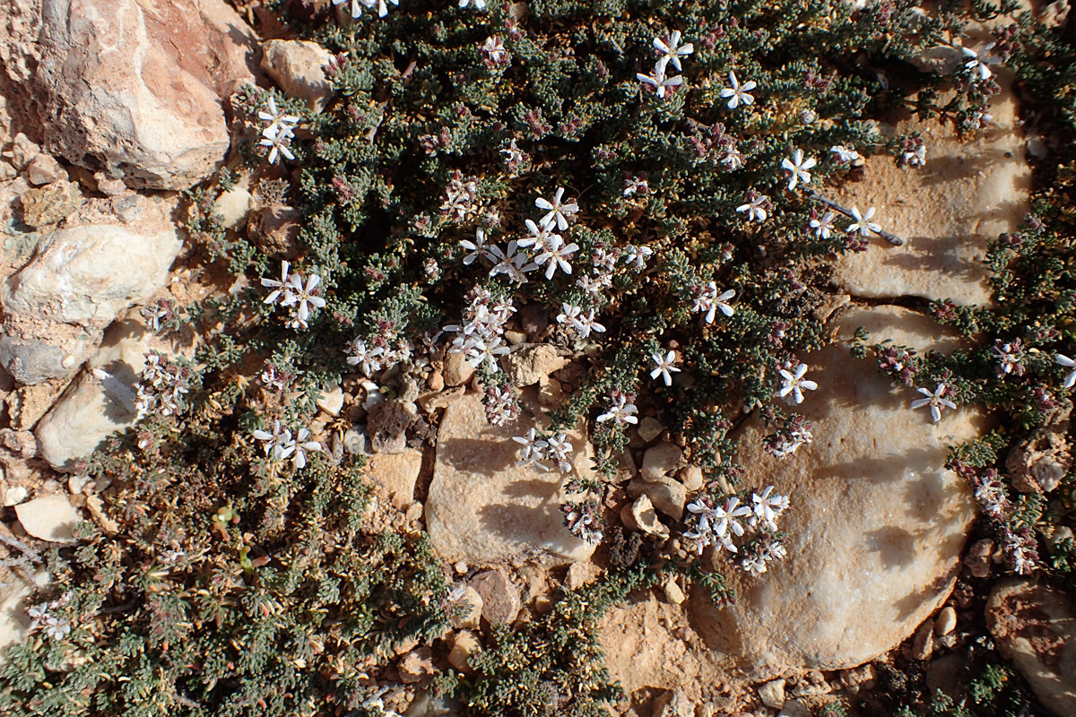 Image of Frankenia hirsuta specimen.