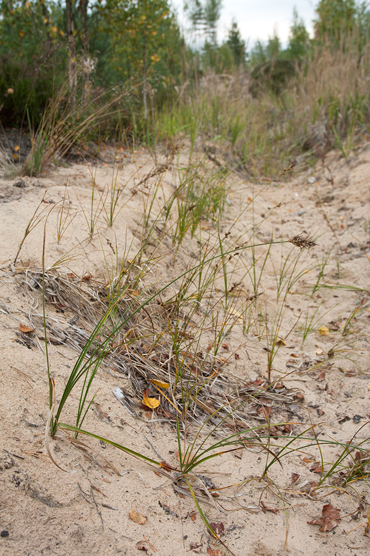 Изображение особи Carex arenaria.