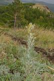 Artemisia sericea. Цветущее растение. Башкортостан, Учалинский р-н, Ильчигуловский сельсовет, окр. дер. Мулдашево, хр. Нурали, каменистый склон., ≈ 700 м н.у.м. 7 сентября 2018 г.