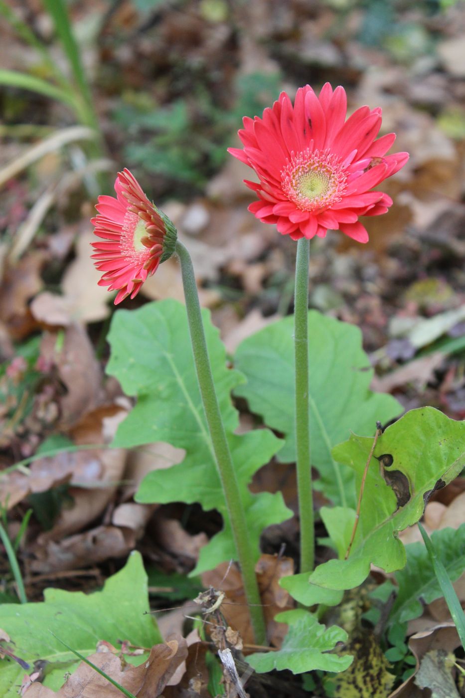 Image of Gerbera jamesonii specimen.