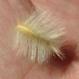 Sisyndite spartea