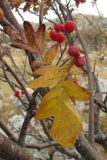 Sorbus roopiana. Веточка с соплодием. Горный Крым, Бабуган-Яйла. 3 октября 2010 г.