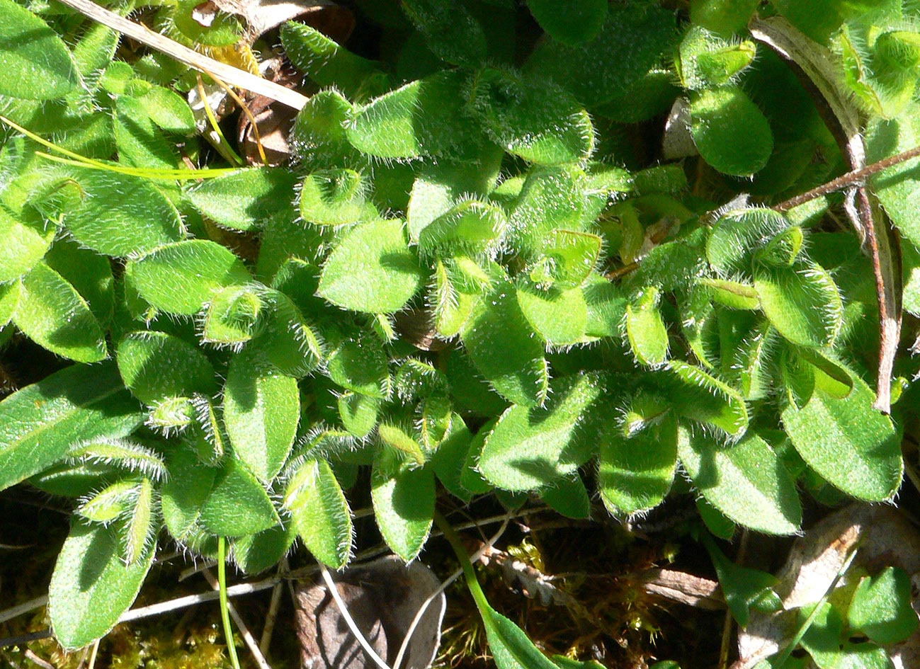 Изображение особи Eritrichium villosum.