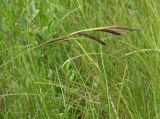 Carex acuta