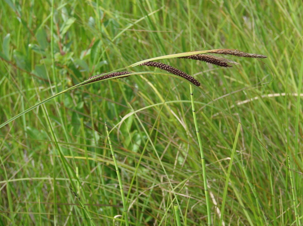 Изображение особи Carex acuta.