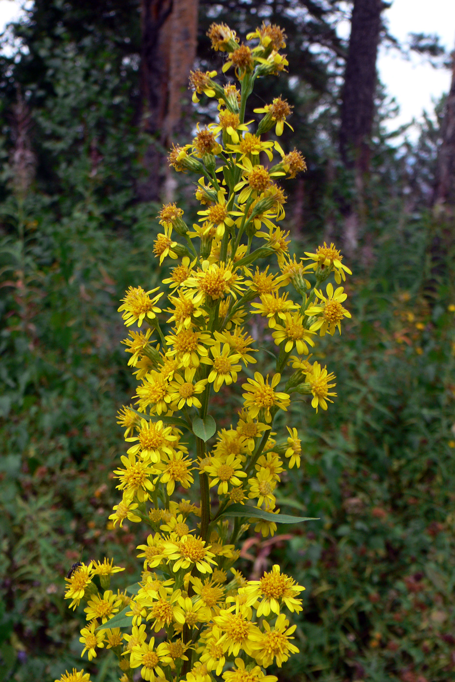 Image of Solidago virgaurea specimen.