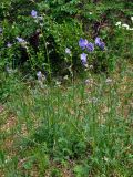 Polemonium caeruleum. Цветущие растения. Алтай, Катунский хребет, берег оз. Нижнее Мультинское, ≈ 1600 м н.у.м., луг на опушке хвойного леса. 30.06.2018.