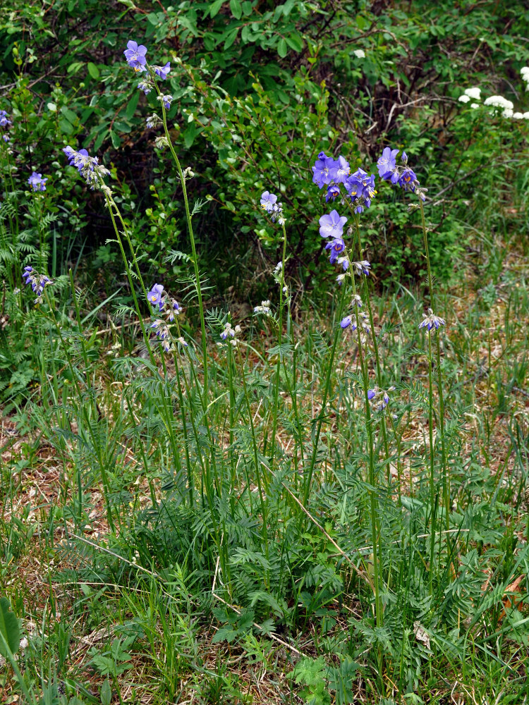 Image of Polemonium caeruleum specimen.