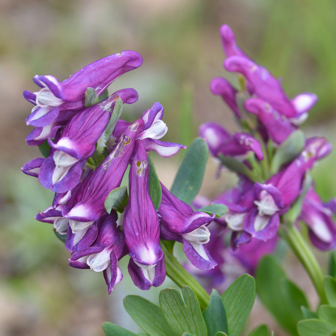 Image of Corydalis conorhiza specimen.