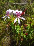 Pelargonium crispum