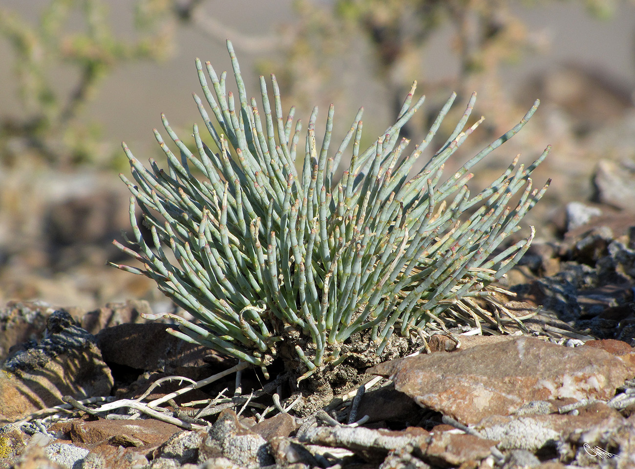 Image of Anabasis truncata specimen.