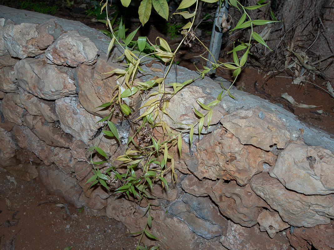 Image of Gloriosa superba specimen.