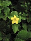 Lysimachia nemorum. Верхушка побега с цветком. Нидерланды, провинция Noord-Holland, Amstelveen, ландшафтный парк Dr. Jac. P. Thijssepark. 28 июня 2009 г.