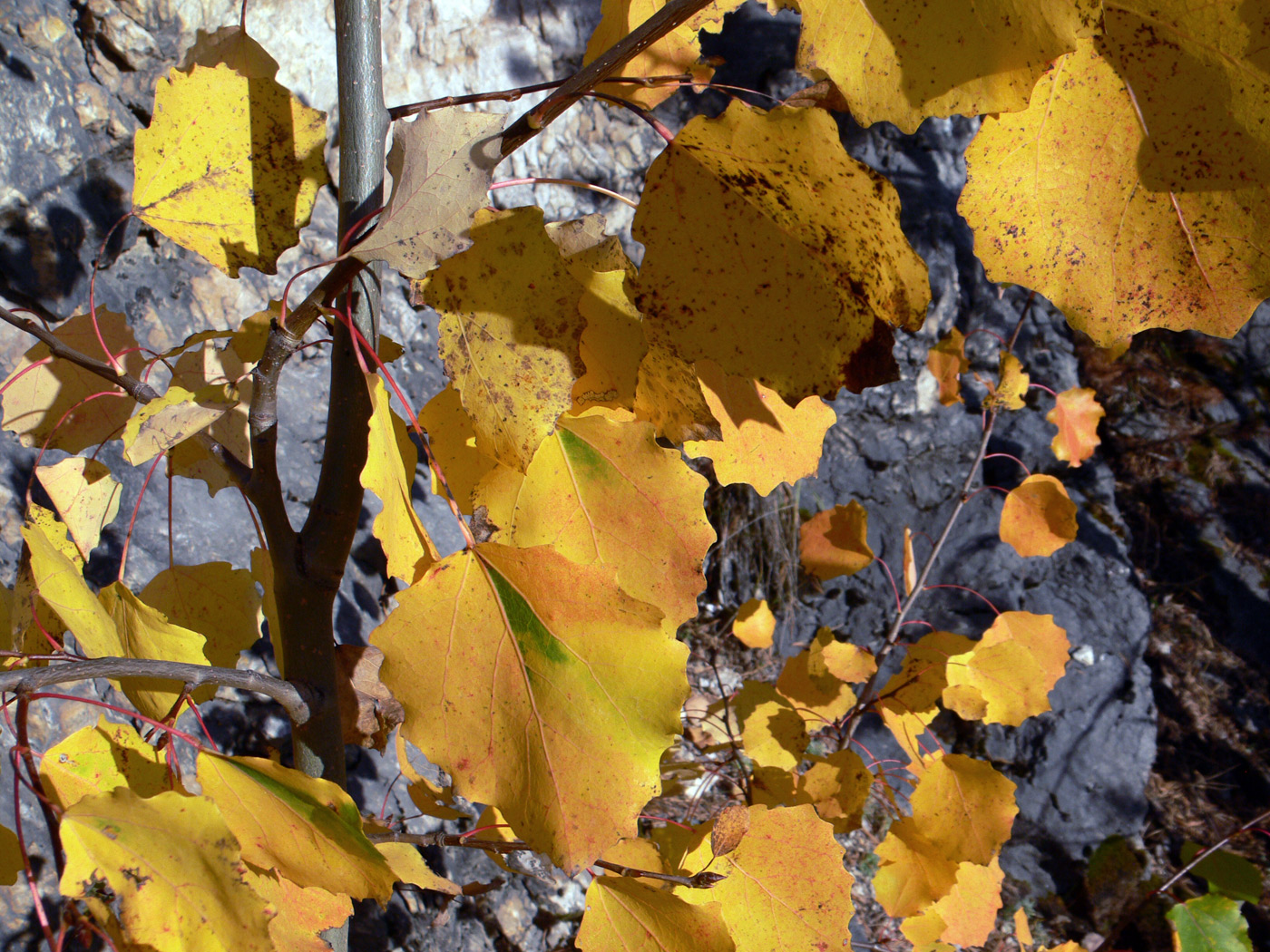 Image of Populus tremula specimen.